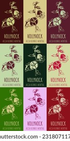 Conjunto de dibujos vectoriales de HOLLYHOCK en varios colores. Ilustración dibujada a mano. Nombre latino ALCEA BIENNIS.
