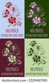 Set of vector drawing of HOLLYHOCK in various colors. Hand drawn illustration. Latin name ALTHAEA MEXICANA .