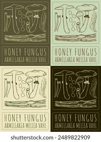 Set of vector drawing HONEY FUNGUS in various colors. Hand drawn illustration. The Latin name is ARMILLARIA MELLEA VAHL.
