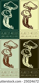 Set of vector drawing HONEY FUNGUS in various colors. Hand drawn illustration. Latin name is ARMILLARIA MELLEA VAHL.
