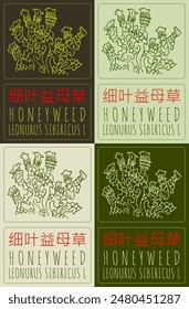 Set of vector drawing HONEYWEED in Chinese in various colors. Hand drawn illustration. The Latin name is LEONURUS SIBIRICUS L.
