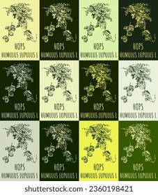 Set of vector drawing of HOPS in various colors. Hand drawn illustration. Latin name HUMULUS LUPULUS  L.
