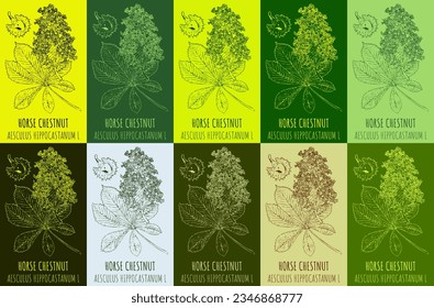 Set of vector drawing HORSE CHESTNUT in various colors. Hand drawn illustration. The Latin name is AESCULUS HIPPOCASTANUM  L.
