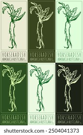 Set of vector drawing HORSERADISH in various colors. Hand drawn illustration. Latin name is ARMORACIA RUSTICANA G.
