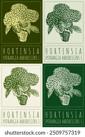 Set of vector drawing HORTENSIA in various colors. Hand drawn illustration. Latin name is HYDRANGEA ARBORESCENS L.
