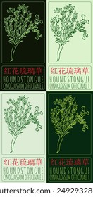 Conjunto de Vector dibujando HOUNDSTONGUE en chino en varios colores. Dibujado a mano ilustración. El nombre de Latina es CYNOGLOSSUM OFFICINALE L.
