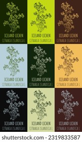 Set of vector drawing of ICELAND LICHEN  in various colors. Hand drawn illustration. Latin name CETRARIA ISLANDICA L.
