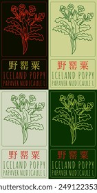 Set of vector drawing ICELAND POPPY in Chinese in various colors. Hand drawn illustration. The Latin name is PAPAVER NUDICAULE L.
