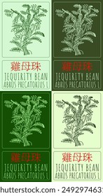 Set of vector drawing JEQUIRITY BEAN in Chinese in various colors. Hand drawn illustration. Latin name is ABRUS PRECATORIUS L.
