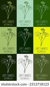 Set of vector drawing of LADY'S MANTLE  in various colors. Hand drawn illustration. Latin name Alchemilla vulgaris L.
