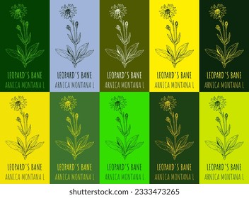 Set of vector drawing LEOPARD'S BANE in various colors. Hand drawn illustration. The Latin name is ARNICA MONTANA L.
