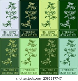 Set of vector drawing of LESSER BURDOCK in various colors. Hand drawn illustration. Latin name ARCTIUM MINUS  BERNH.
