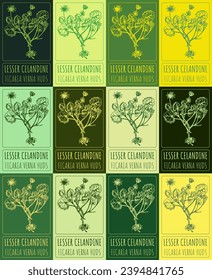 Set of vector drawing of LESSER CELANDINE in various colors. Hand drawn illustration. Latin name FICARIA VERNA HUDS.
