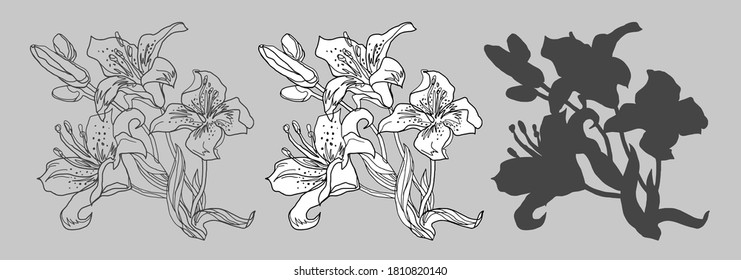Set of vector drawing Lily flowers isolated on grey. Black and white freehand floral quick sketch drawn by hand for greeting card, invitation of wedding, birthday, Valentines Day, mother's day.