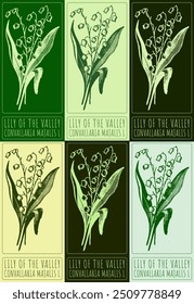 Set of vector drawing LILY OF THE VALLEY in various colors. Hand drawn illustration. Latin name is CONVALLARIA MAJALIS L.
