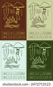 Set of vector drawing LIMACELLA GLIODERMA in various colors. Hand drawn illustration. The Latin name is LIMACELLA DELICATA FR