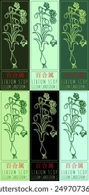 Set of vector drawing LIRIUM SCOP in Chinese in various colors. Hand drawn illustration. Latin name is LILIUM CANDIDUM L.
