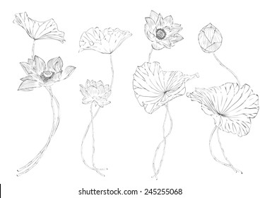 Set Vector Drawing Lotus Stock Vector (Royalty Free) 245255068 ...