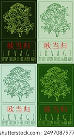 Set of vector drawing LOVAGE in Chinese in various colors. Hand drawn illustration. Latin name is LEVISTICUM OFFICINALE WD.
