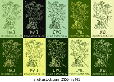 Set of vector drawing of LOVAGE in various colors. Hand drawn illustration. Latin name LEVISTICUM OFFICINALE W.D.J.KOCH.
