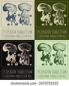 Set of vector drawing LYCOPERDON VERRUCOSUM in various colors. Hand drawn illustration. The Latin name is SCLERODERMA VERRUCOSUM BULL.
