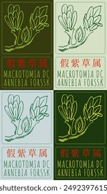 Set of vector drawing MACROTOMIA DC in Chinese in various colors. Hand drawn illustration. The Latin name is ARNEBIA FORSSK.
