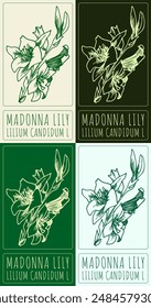 Set of vector drawing MADONNA LILY in various colors. Hand drawn illustration. The Latin name is LILIUM CANDIDUM L.

