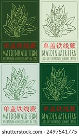 Set of vector drawing MAIDENHAIR FERN in Chinese in various colors. Hand drawn illustration. Latin name is ADIANTUM MONOCHLAMYS EATON.
