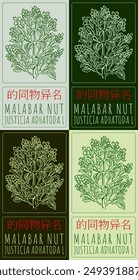 Set of vector drawing MALABAR NUT in Chinese in various colors. Hand drawn illustration. Latin name is JUSTICIA ADHATODA L.
