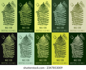 Set of vector drawing MALE FERN in various colors. Hand drawn illustration. The Latin name is DRYOPTERIS FILIX-MAS  L.
