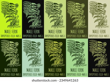 Set of vector drawing MALE FERN in various colors. Hand drawn illustration. The Latin name is DRYOPTERIS FILIX-MAS  L.
