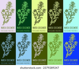 Set of vector drawing of MARSH LOUSEWORT in various colors. Hand drawn illustration. Latin name PEDICULARIS PALUSTRIS  L.
