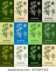 Set of vector drawing of MEADOWSWEET in various colors. Hand drawn illustration. Latin name FILIPENDULA ULMARIA L.
