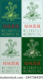 Set of vector drawing MECONOPSIS  in Chinese in various colors. Hand drawn illustration. Latin name is MECONOPSIS  VIG.
