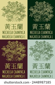 Conjunto de dibujo de Vector MICHELIA CHAMPACA en chino en varios colores. Dibujado a mano ilustración. El nombre de Latina es MAGNOLIA CHAMPACA L.
