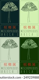 Set of vector drawing MISCHOPHLOEUS in Chinese in various colors. Hand drawn illustration. The Latin name is ARECA L.
