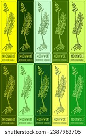 Set of vector drawing of MOONWORT in various colors. Hand drawn illustration. Latin name BOTRYCHIUM LUNARIA L.
