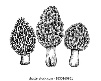 Set of vector drawing of morchella mushrooms, black and white graphics, drawn in vintage style, engraving, gourmet cuisine, vegetarian, autumn mushrooms isolated on a white background for printing.