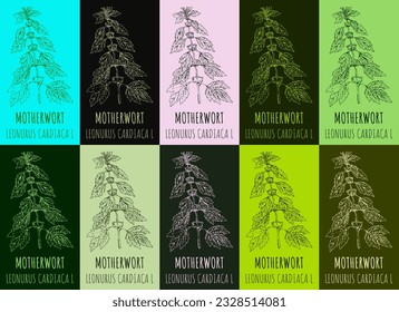 Satz von Vektorgrafik MOTHERWORT in verschiedenen Farben. Handgezeichnete Illustration. Der lateinische Name ist LEONURUS CARDIACA L.
