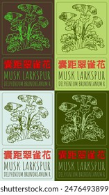 Conjunto de dibujo de Vector MUSK LARKSPUR en chino en varios colores. Dibujado a mano ilustración. El nombre de Latina es DELPHINIUM BRUNONIANUM R.
