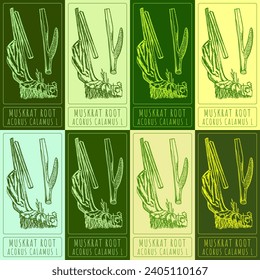 Set vector drawing of MUSKRAT ROOT in various colors. Hand drawn illustration. Latin name ACORUS CALAMUS L.
