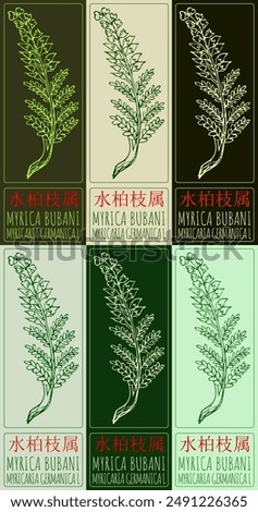 Set of vector drawing MYRICA BUBANI in Chinese in various colors. Hand drawn illustration. The Latin name is MYRICARIA GERMANICA L.
