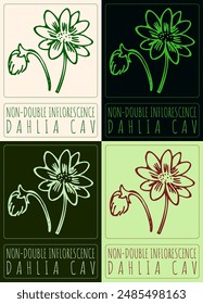  Set of vector drawing NON-DOUBLE INFLORESCENCE in various colors. Hand drawn illustration. The Latin name is DAHLIA CAV
