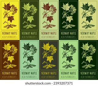 Set von Vektorgrafik von NORWAY MAPLE in verschiedenen Farben. Handgezeichnete Illustration. lateinischer Name ACER PLATANOIDES L.
