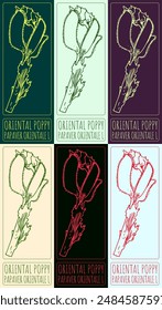 Set of vector drawing ORIENTAL POPPY in various colors. Hand drawn illustration. The Latin name is PAPAVER ORIENTALE L.
