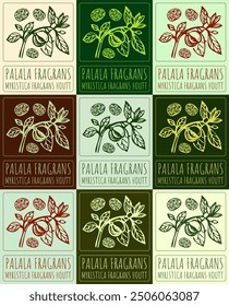 Conjunto de Vector de dibujo PALALA FRAGRANS en varios colores. Dibujado a mano ilustración. El nombre de Latina es MYRISTICA FRAGRANS HOUTT.
