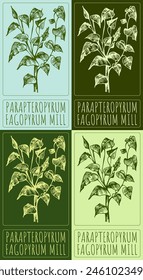 Conjunto de dibujo de Vector PARAPTEROPYRUM en varios colores. Dibujado a mano ilustración. El nombre de Latina es FAGOPYRUM MILL.
