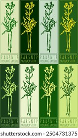 Set of vector drawing PARSNIP in various colors. Hand drawn illustration. Latin name is PASTINACA SATIVA L.

