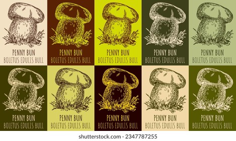 Set of vector drawing PENNY BUN in various colors. Hand drawn illustration. The Latin name is BOLETUS EDULIS BULL.
