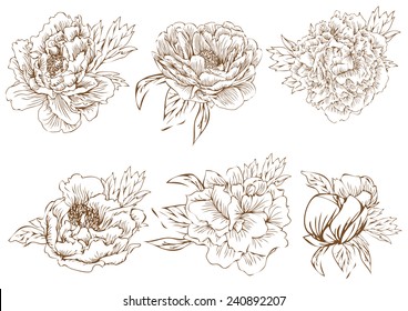 set vector drawing peonies for skin,vintage floral vector bouquet of peonies and garden flowers, botanical natural peonies Illustration on white. Summer floral peonies greeting card